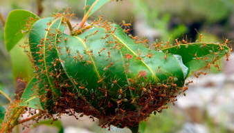 Un nid de fourmis tisserandes