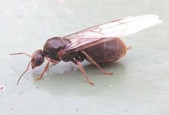 Une Reine de fourmis